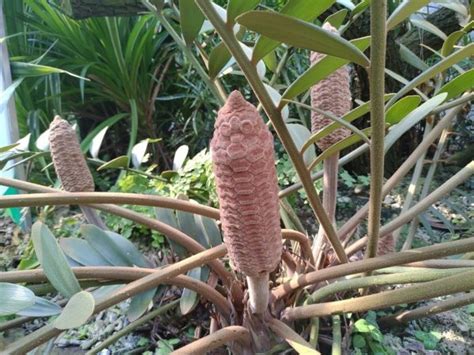 幸運草鐵樹|【植物】像極了烤玉米! 典藏植物園「幸運草鐵樹」夏。